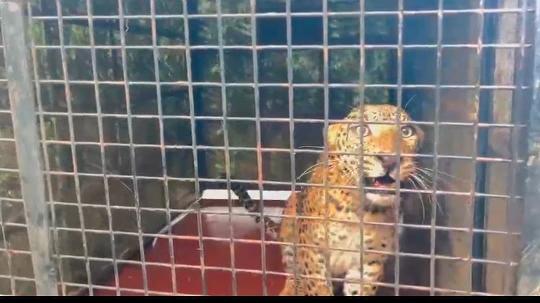 ಕನಕಪುರ: ಬೋನಿನಲ್ಲಿ ಸೆರೆಯಾದ ಮರಿ ಚಿರತೆ