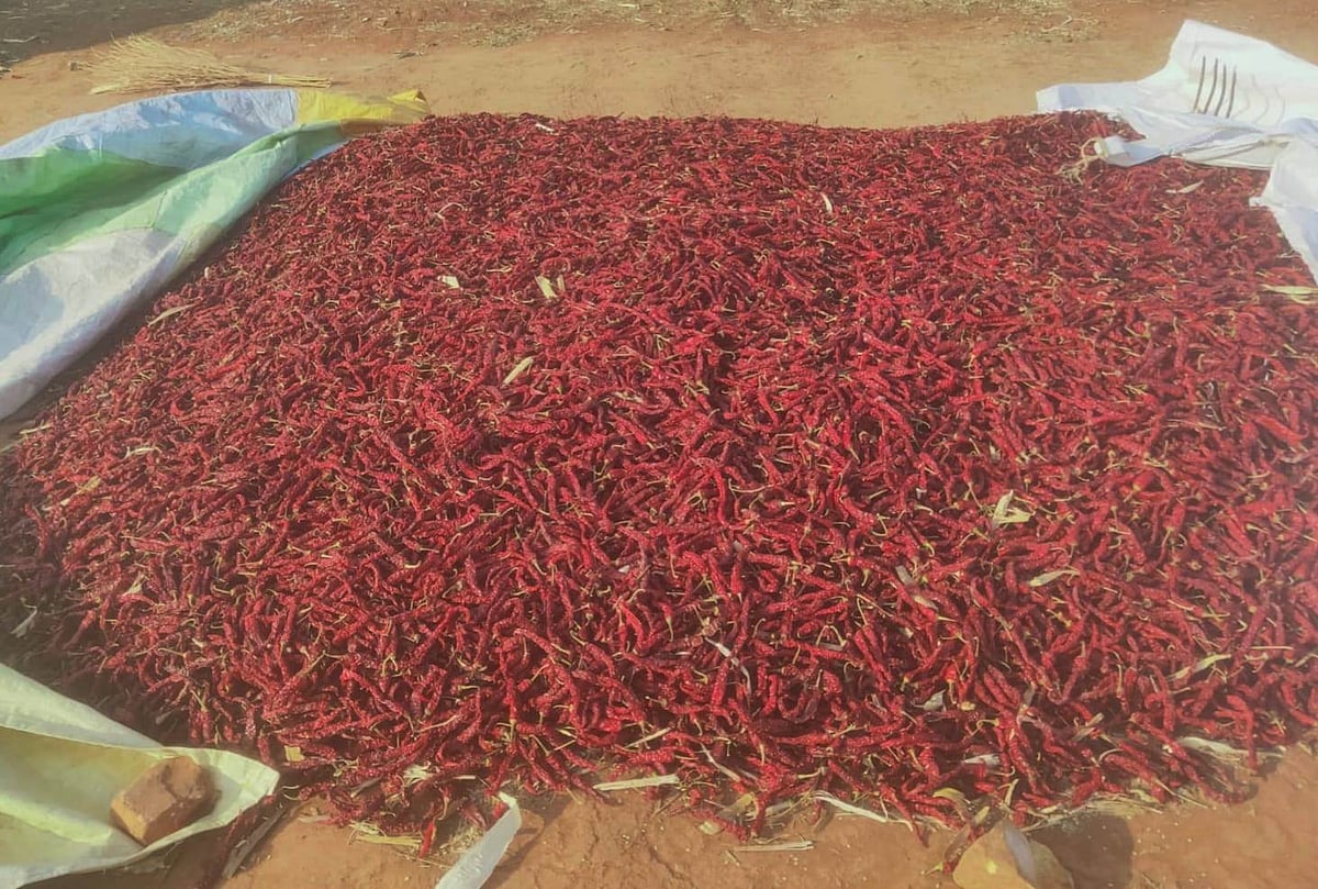 ಲಕ್ಷ್ಮೇಶ್ವರ | ಮೆನಸಿನಕಾಯಿ ಬೆಲೆ ಹೆಚ್ಚಳ: ರೈತರಿಗೆ ಖುಷಿ