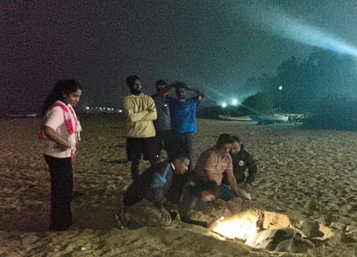 ಕಾರವಾರ: ಕರಾವಳಿಯಲ್ಲಿ ‘ಆಲಿವ್ ರಿಡ್ಲೆ’ ಆಮೆಗಳ ಹೆರಿಗೆ ಶುರು