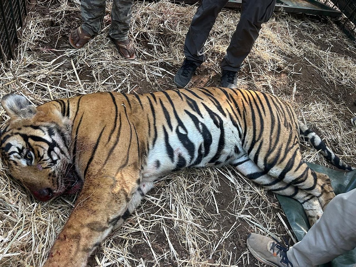 7 ವರ್ಷದ ಗಂಡು ಹುಲಿ ಸೆರೆ ಆತಂಕದಿಂದ ನಿಟ್ಟುಸಿರು ಬಿಟ್ಟ ರೈತರು