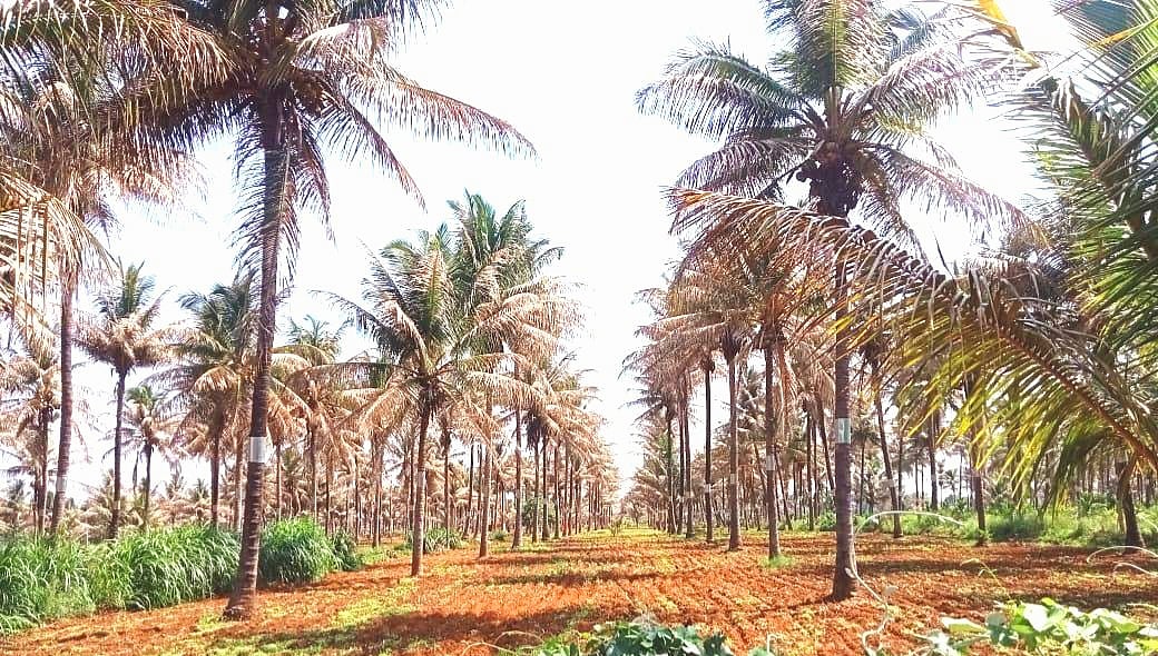 ಬಿಳಿ ಹುಳು ಕಾಟ, ನುಸಿ ರೋಗ ಬಾಧೆ: ನೆರವಿಗೆ ಕಾದಿರುವ ತೆಂಗು ಬೆಳೆಗಾರರು