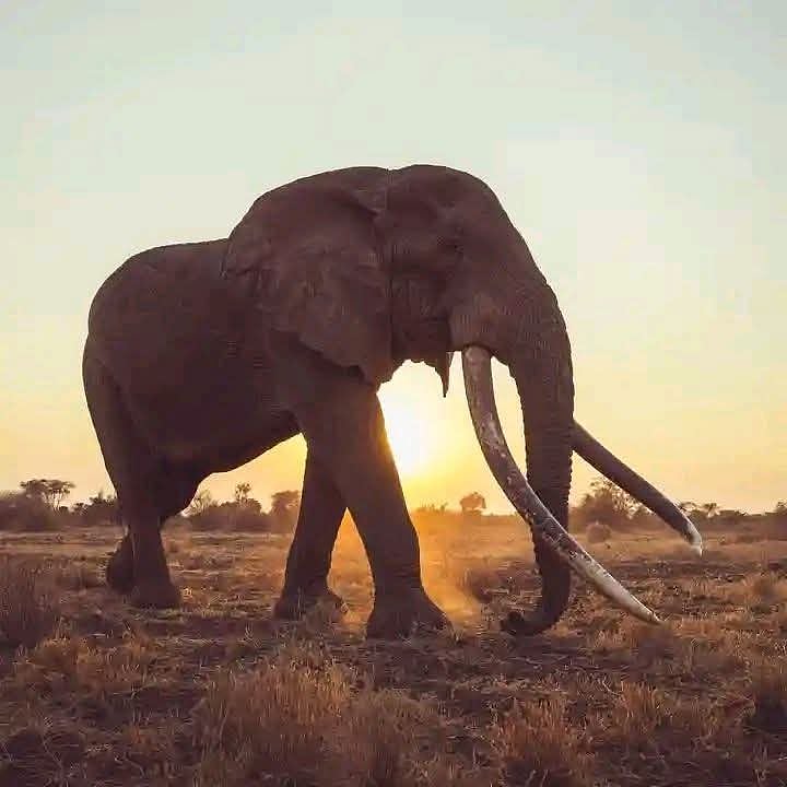 ಬಾಳೆಹೊನ್ನೂರು | ಆನೆ ಸುತ್ತಾಡುವ ಜಾಗದಲ್ಲಿ ಕ್ಯಾಮರಾ ಆಳವಡಿಕೆ: ಡಿಎಫ್ಒ ಶಿವಶಂಕರ್