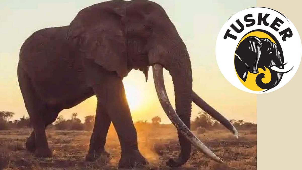 ಬಿಯರ್ ಕಂಪನಿಗೆ ರಾಯಭಾರಿ ಆಗಿದ್ದ ಆನೆ ‘ಕ್ರೇಗ್‌’ ಸಾವು; ದಂತಗಳಿಂದಲೇ ಹೆಸರುವಾಸಿ