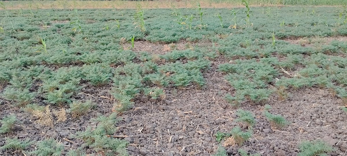 ಗಜೇಂದ್ರಗಡ| ಕಡಲೆ ಬೆಳೆಗೆ ರೋಗ ಬಾಧೆ: ಕಳ್ಳರ ಕಾಟ 