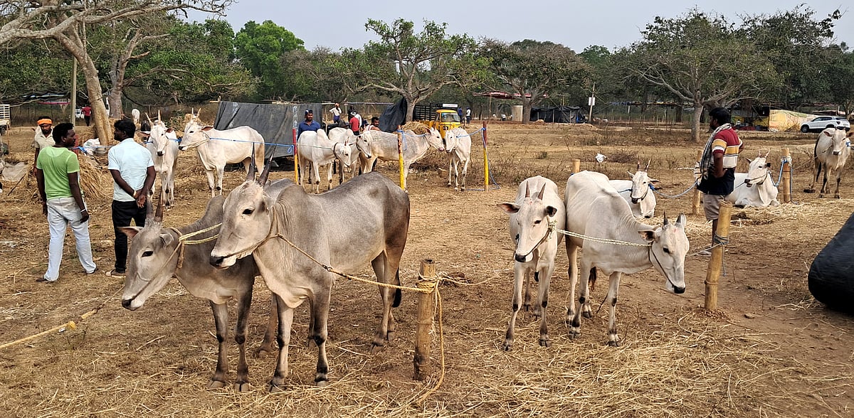ರಂಗನಾಥಸ್ವಾಮಿ ಜಾತ್ರೆ ಪ್ರಾರಂಭ: ಬೂಕನಬೆಟ್ಟಕ್ಕೆ ಬಂದ ನೂರಾರು ಎತ್ತುಗಳು