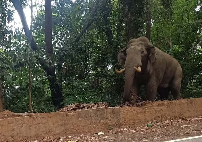 ದಕ್ಷಿಣ ಕನ್ನಡ: ಕಾರ್ಯರೂಪಕ್ಕೆ ಬಂದೀತೇ ಕಾಡಾನೆ ಕಾರ್ಯಪಡೆ ?