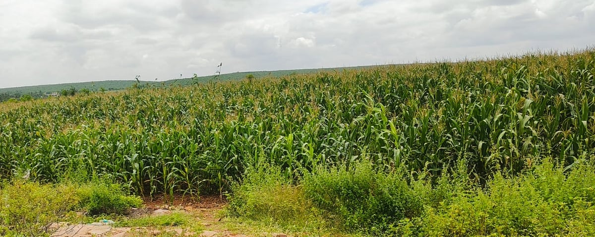 ಗೋಮಾಳದಲ್ಲಿ ಹೊಲ, ಗಣಿಗಾರಿಕೆ