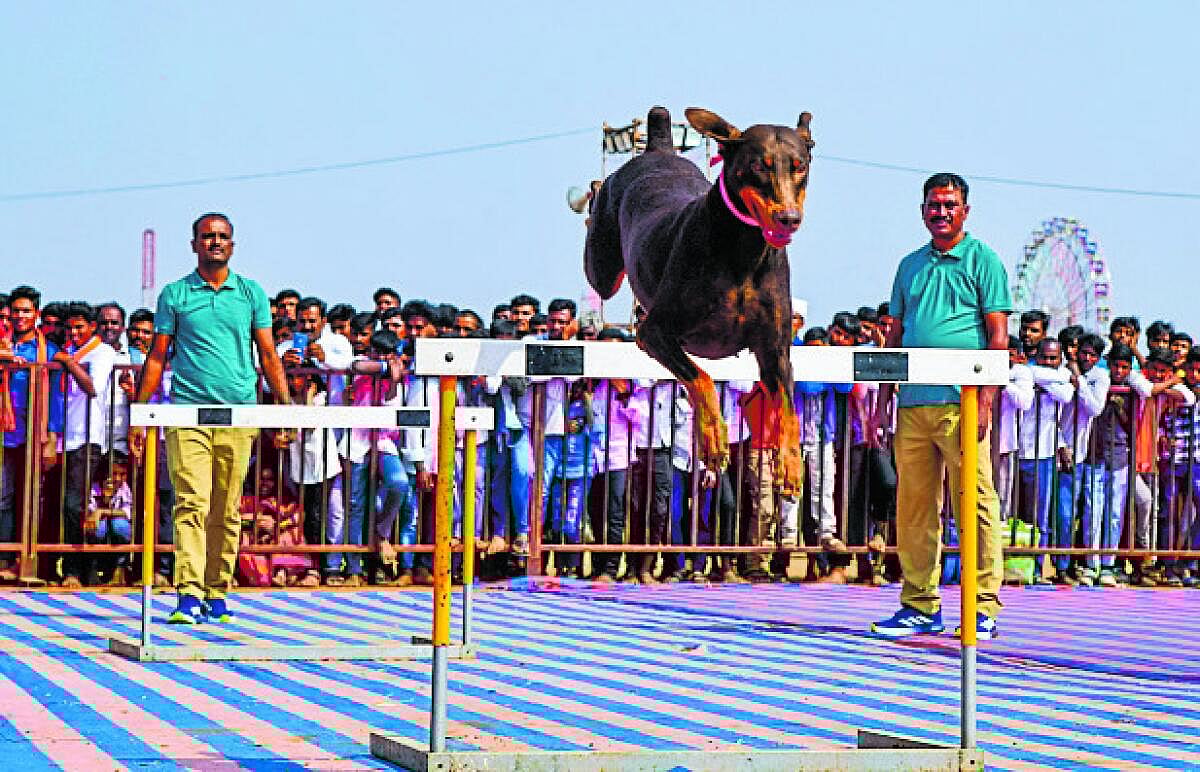 ಕೊಪ್ಪಳ | ಆರೋಪಿಯನ್ನು ಪತ್ತೆ ಹಚ್ಚಿದ ಶ್ವಾನ!