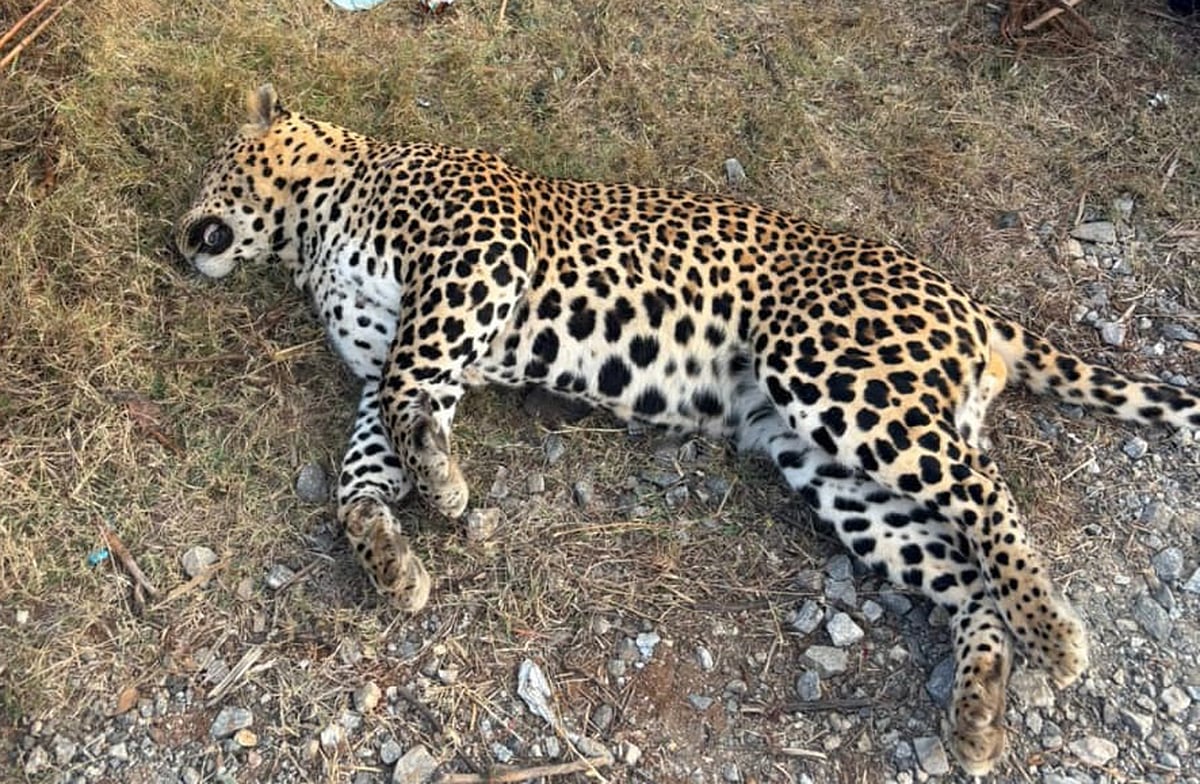 ಚನ್ನರಾಯಪಟ್ಟಣ| ವಾಹನ ಡಿಕ್ಕಿ: ಗಂಡು ಚಿರತೆ ಸಾವು