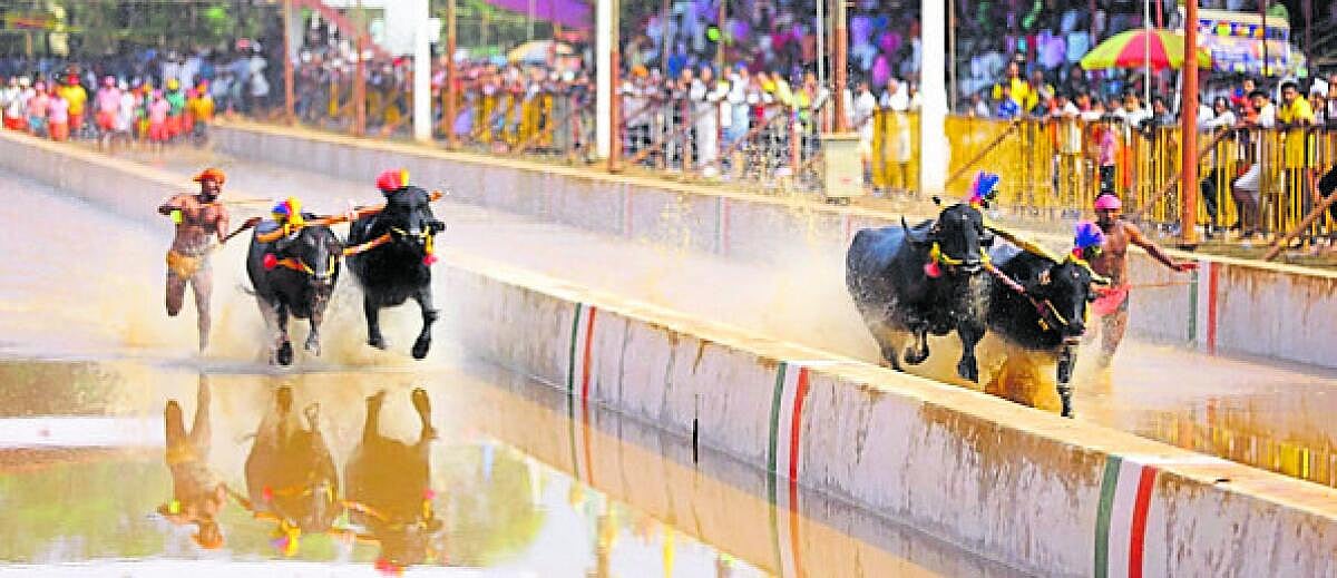 ಕಾರ್ಕಳ | ನಾರಾವಿ ರಕ್ಷಿತ್ ಜೈನ್ ಕೋಣಗಳು ಪ್ರಥಮ