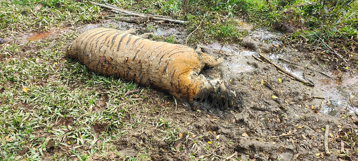 ಭದ್ರಾ ಹುಲಿ ಸಂರಕ್ಷಿತ ಪ್ರದೇಶದಲ್ಲಿ ಕೊಳೆತ ಸ್ಥಿತಿಯಲ್ಲಿ ಹುಲಿ ಕಳೇಬರ ಪತ್ತೆ