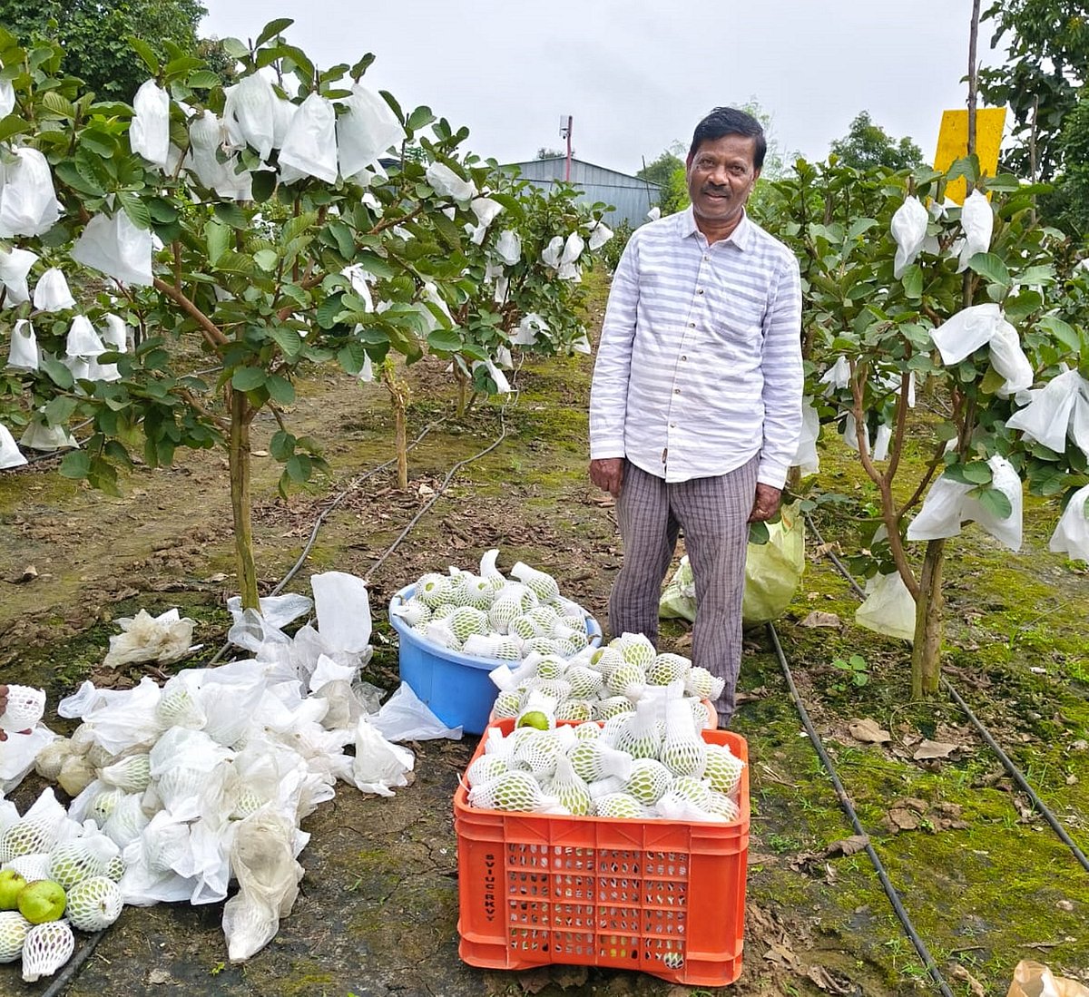 ‘ವಿದ್ಯಾಕಾಶಿ’ಯಲ್ಲಿ ಜಪಾನ್‌ ಪೇರಲ