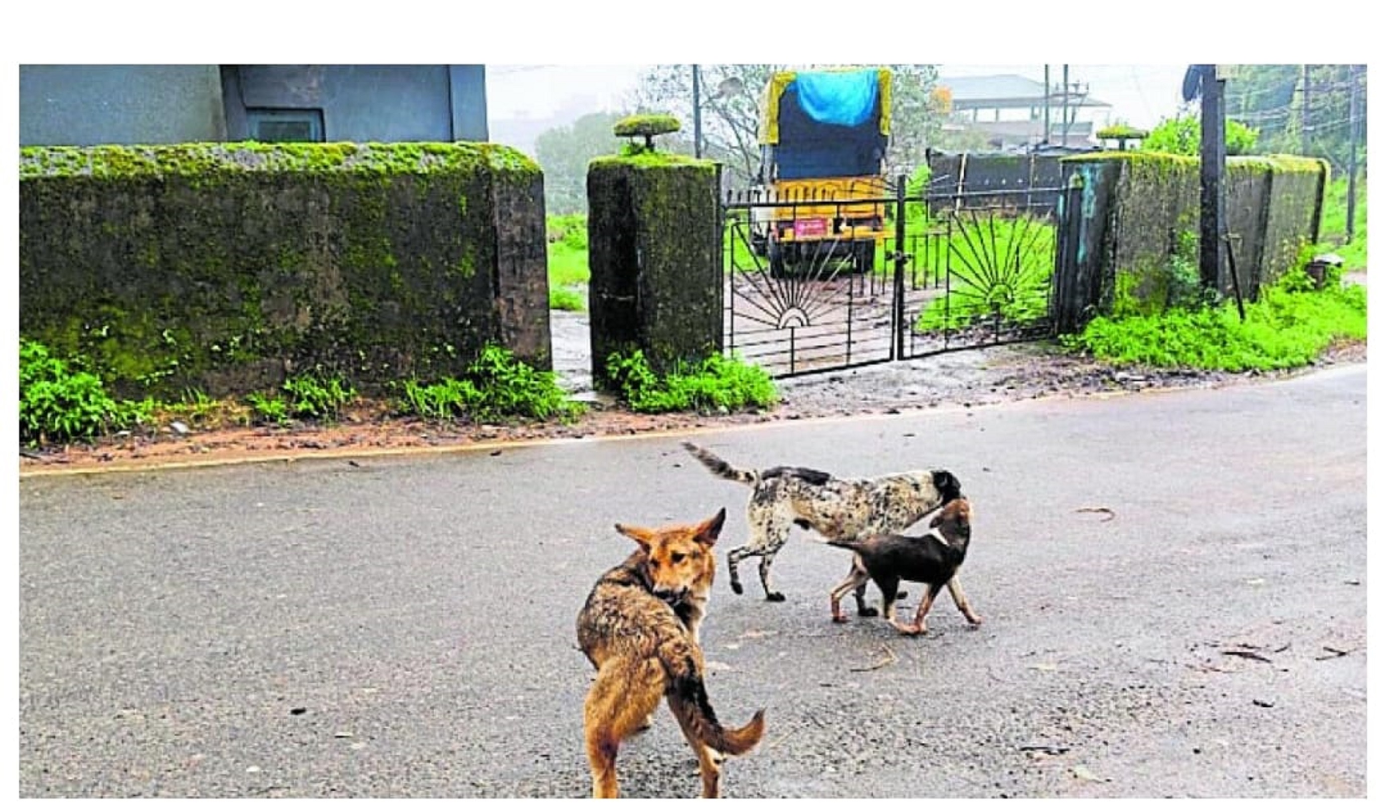 ಮಡಿಕೇರಿಯಲ್ಲಿ ಮುತ್ತಪ್ಪ ದೇವಸ್ಥಾನಕ್ಕೆ ಹೋಗುವ ರಸ್ತೆಯ ಮಧ್ಯೆಯೇ ಬೀದಿನಾಯಿಗಳು ನಿಂತಿರುವುದು