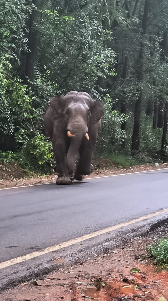 ಧರ್ಮಸ್ಥಳ ಸಮೀಪದ ಬೊಳಿಯಾರ್‌ ಎಂಬಲ್ಲಿ ಕಾಣಿಸಿಕೊಂಡಿದ್ದ ಆನೆ