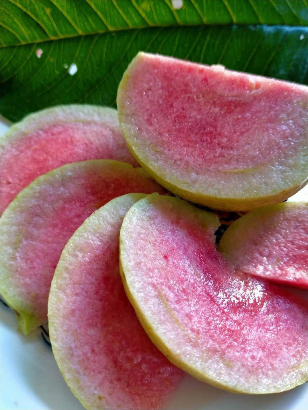 ‘ಜಪಾನ್‌ ರೆಡ್‌ ಡೈಮೆಂಡ್‌’ ಪೇರಲ ಹಣ್ಣು (ಕಟೌಟ್‌ ಮಾಡಿಸಬಹುದು)