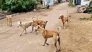ಹಾವೇರಿ: ಬೀದಿನಾಯಿ ಎಣಿಕೆಗೆ ಶಿಕ್ಷಕರು
