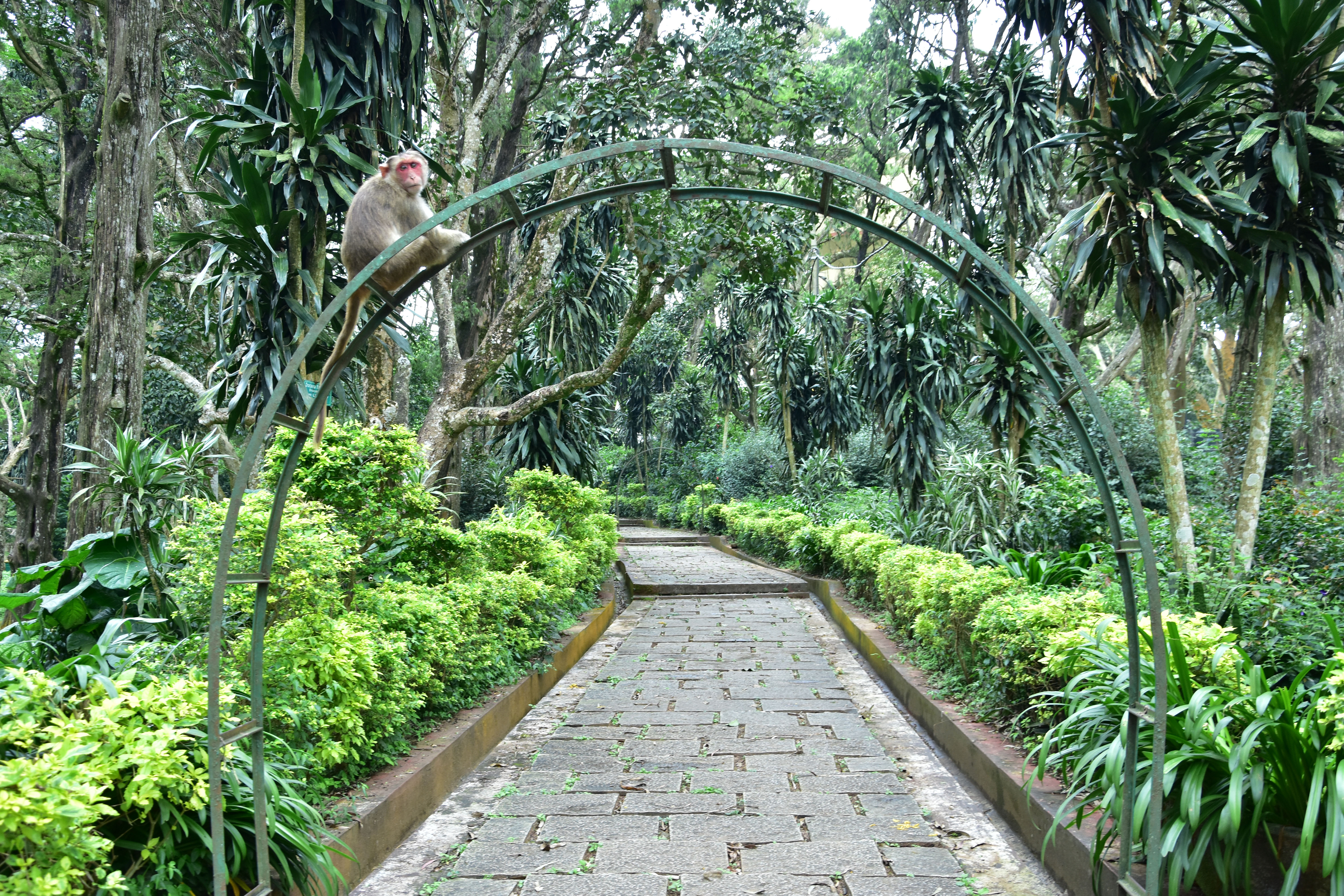 ನಂದಿಬೆಟ್ಟದಲ್ಲಿನ ಮನಕ್ಕೆ ಮುದ ನೀಡುವ ಹಸಿರ ವಾತಾವರಣ
