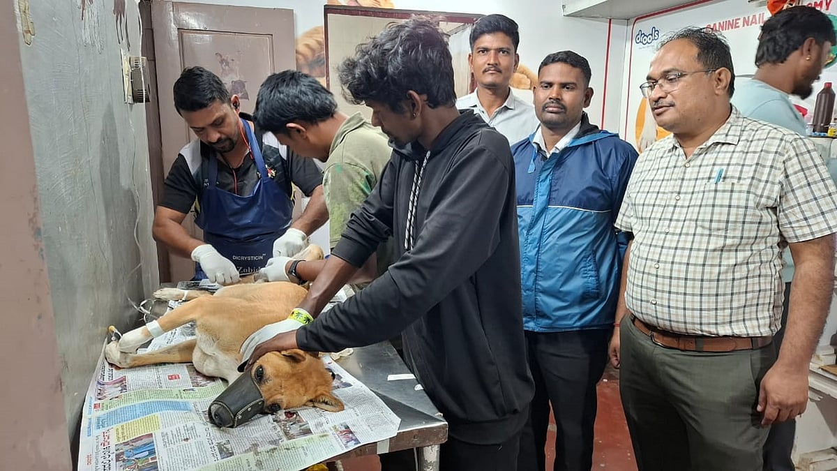 ಹೊಸದುರ್ಗ: ಬೀದಿ ನಾಯಿಗಳಿಗೆ ಸಂತಾನ ಹರಣ ಶಸ್ತ್ರ ಚಿಕಿತ್ಸೆ