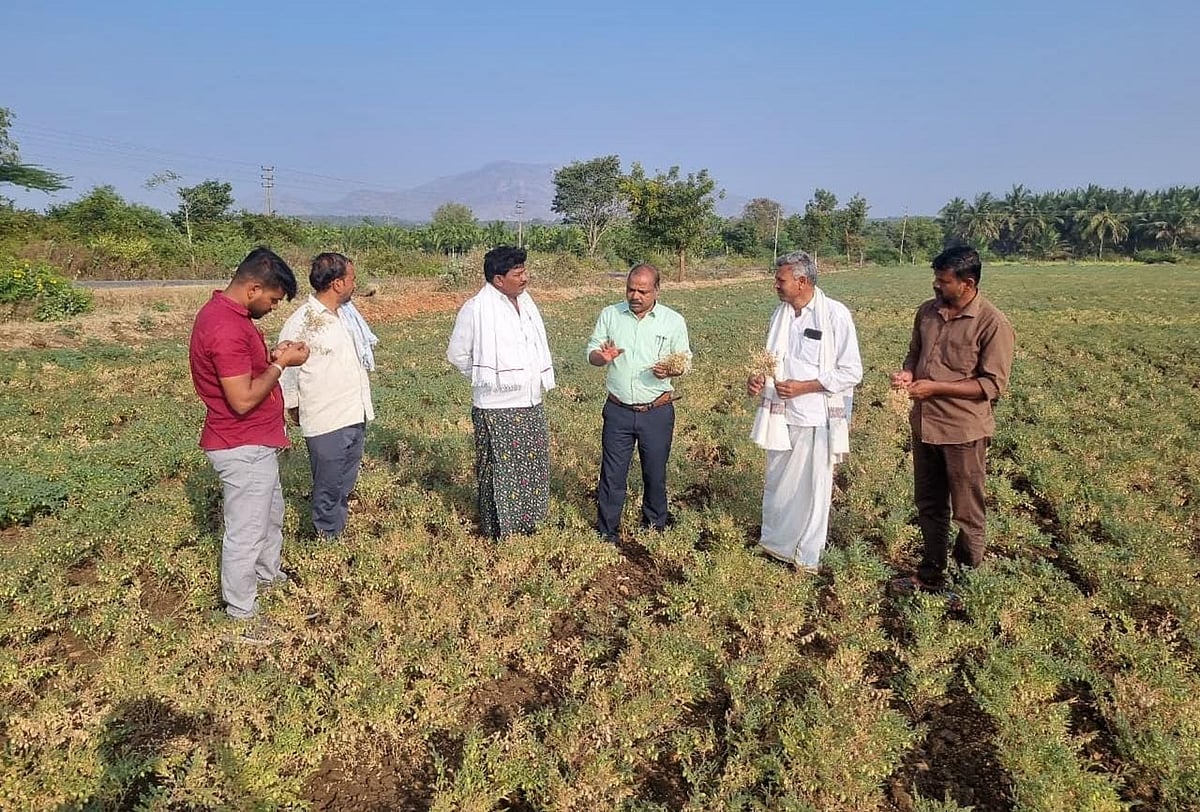 ಹೊಸದುರ್ಗ: ಕಡಲೆಗೆ ಸೊರಗು ರೋಗ, ಕಾಯಿಕೊರಕ ಬಾಧೆ