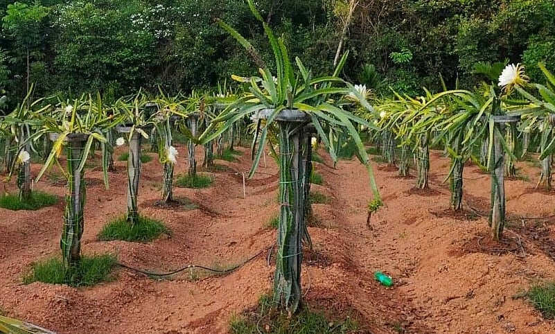 ಬಜೆಟ್ ನಿರೀಕ್ಷೆ: ತೋಟಗಾರಿಕೆ ಬೆಳೆ ಉತ್ತೇಜನ ನಿರೀಕ್ಷೆಯಲ್ಲಿ ಉಡುಪಿ ರೈತರು