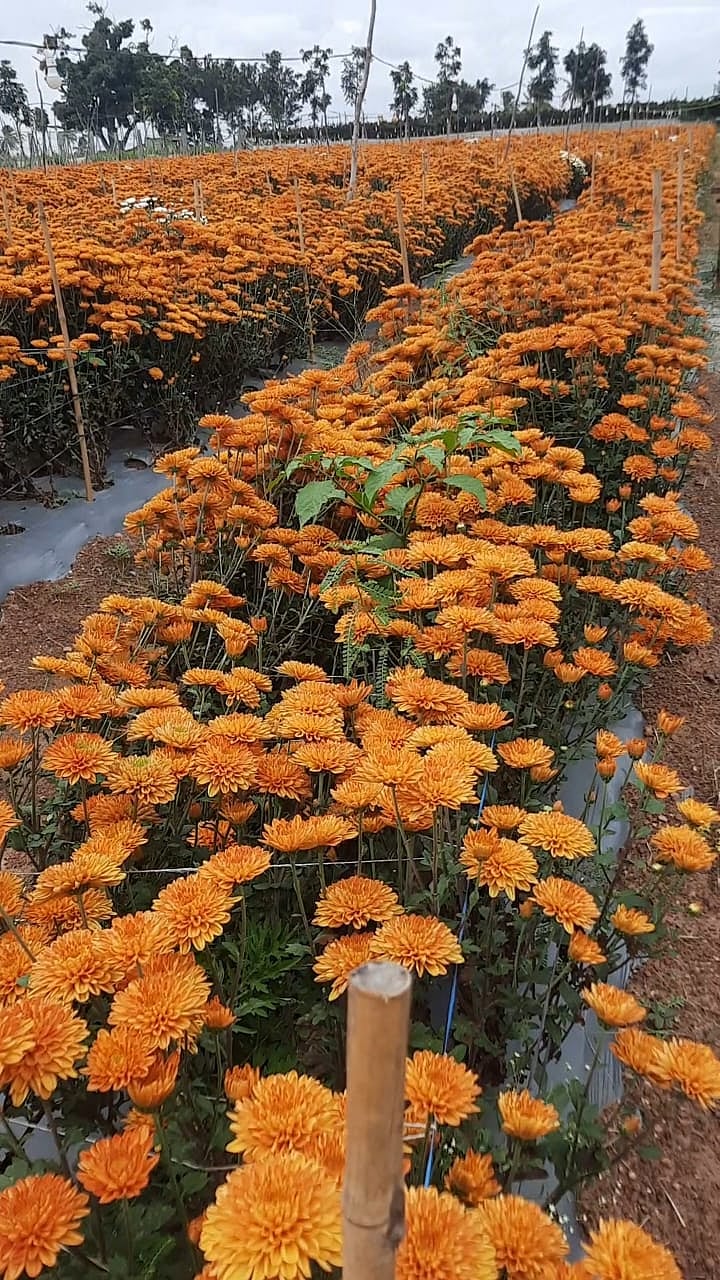 ದೇವನಹಳ್ಳಿ| ಧನುರ್ಮಾಸ ಹೊಡೆತಕ್ಕೆ ಹೂ ಬೆಳೆಗಾರರು ಕಂಗಾಲು: ಕುಸಿದ ಹೂವಿನ ಬೇಡಿಕೆ