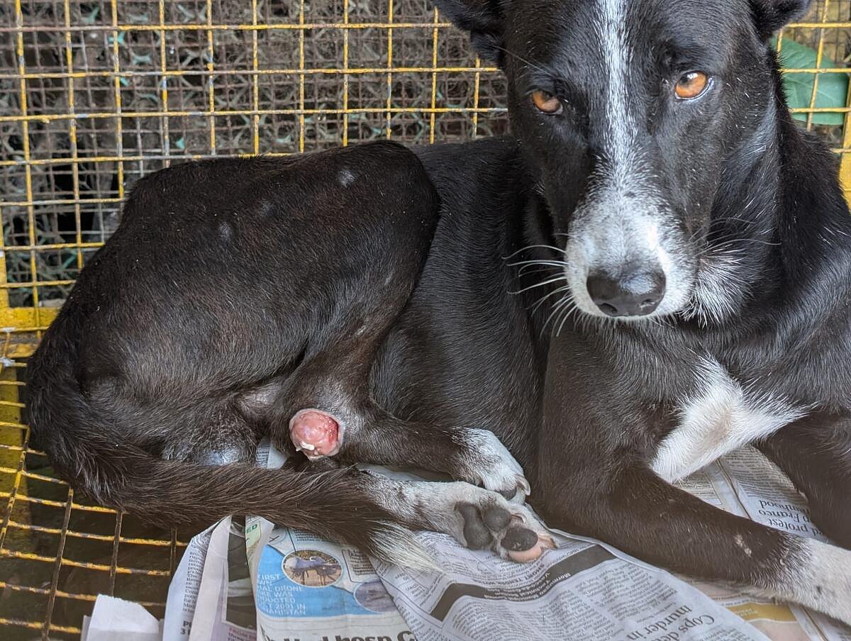 ಗೋಕರ್ಣ: ನಾಯಿಗೆ ಮಾರಣಾಂತಿಕ ಹೊಡೆತ; ದೂರು ನೀಡಿದ ವಿದೇಶಿ ಮಹಿಳೆ
