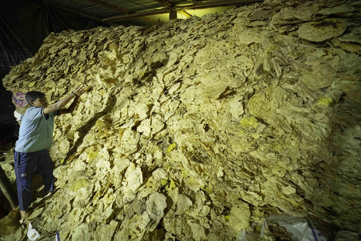 ಕೊಪ್ಪಳದ ಗವಿಸಿದ್ಧೇಶ್ವರ ಮಠದ ಜಾತ್ರಾ ಮಹೋತ್ಸವ ಅಂಗವಾಗಿ ಭಕ್ತರಿಂದ ಸಂಗ್ರಹವಾದ ಜೋಳದ ರೊಟ್ಟಿಗಳ ರಾಶಿ