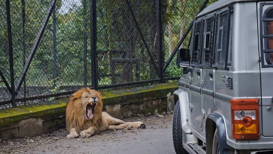 ಸಫಾರಿಯಲ್ಲಿ ಸಿಂಹ ಘರ್ಜನೆ