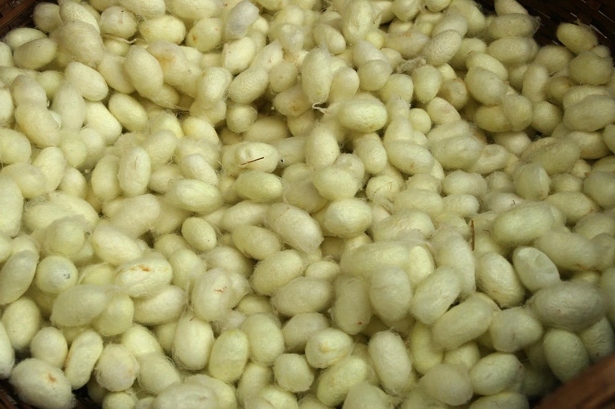 ಚಿಂತಾಮಣಿ: ರೇಷ್ಮೆ ಗೂಡಿಗೆ ಬಂಪರ್ ಬೆಲೆ