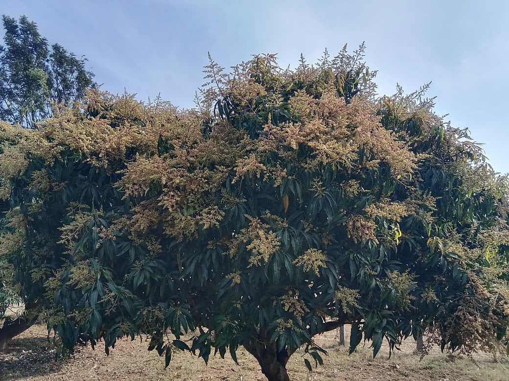 ದಾಬಸ್ ಪೇಟೆ: ಹೇರಳ ಮಾವು ನಿರೀಕ್ಷೆಯಲ್ಲಿ ಬೆಳೆಗಾರರು