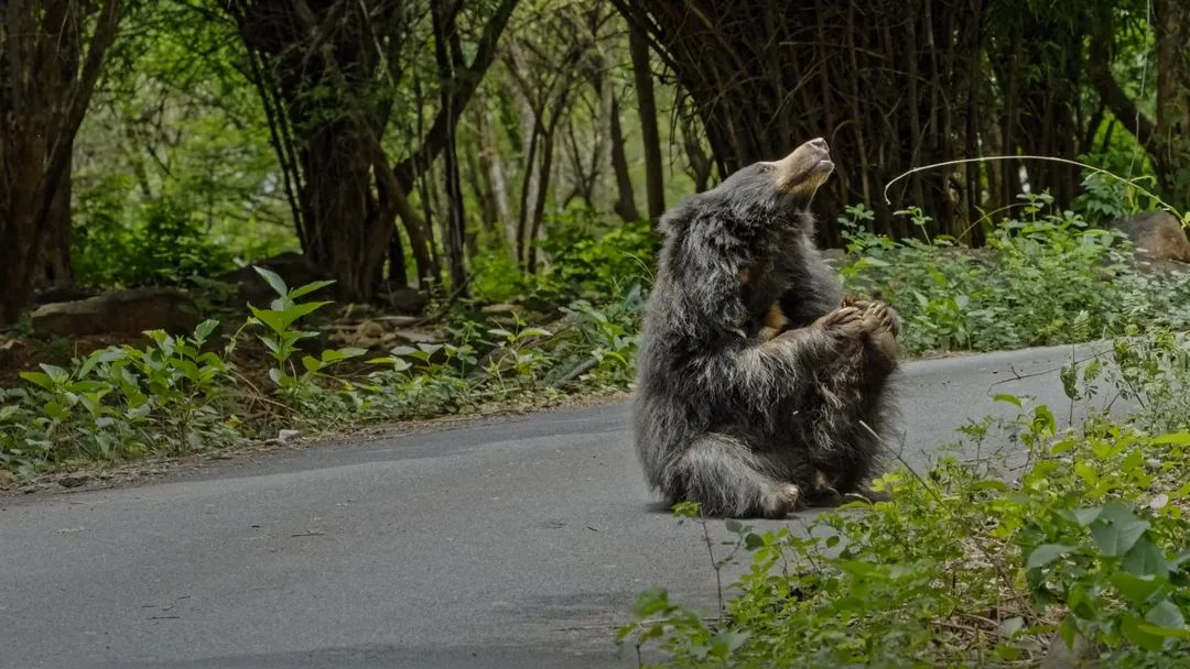 ಬನ್ನೇರುಘಟ್ಟ ಉದ್ಯಾನದಲ್ಲಿನ ಕರಡಿಯ ನೋಟ