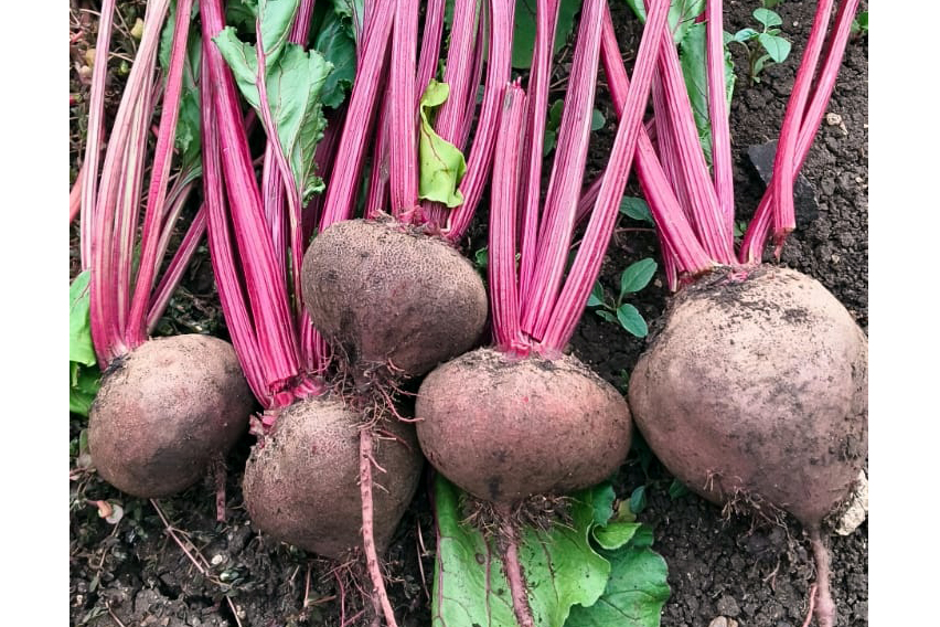 ಪ್ರಕಾಶ ತೋಟದಲ್ಲಿ ಬೆಳೆದ ಬೀಟ್‌ರೂಟ್