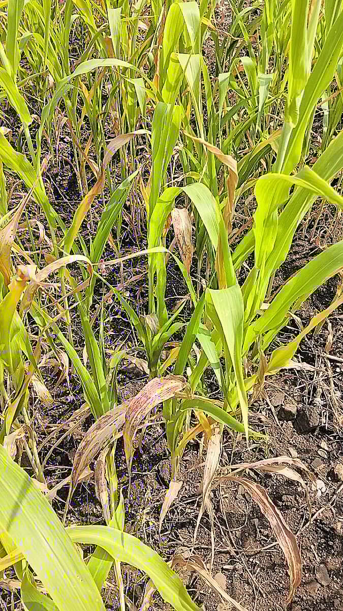 ಗುರುಗುಂಟಾ: ಬಿಳಿ ಜೋಳಕ್ಕೆ ಕೆಂಪುಹುಳು ಕಾಟ