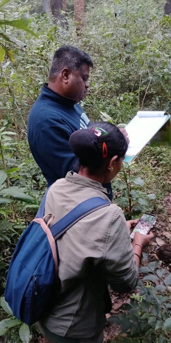 ಯಳಂದೂರು ವನ್ಯಜೀವಿ ವಿಭಾಗದಲ್ಲಿ ಹುಲಿ ಹೆಜ್ಜೆ ಗುರತು ದಾಖಲಿಸುತ್ತಿರುವ ಅರಣ್ಯ ಇಲಾಖೆ ಸಿಬ್ಬಂದಿ