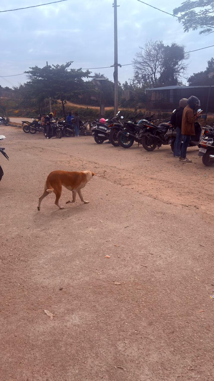 ವಾಹನ ನಿಲುಗಡೆ ಸ್ಥಳದಲ್ಲಿ ನಾಯಿ