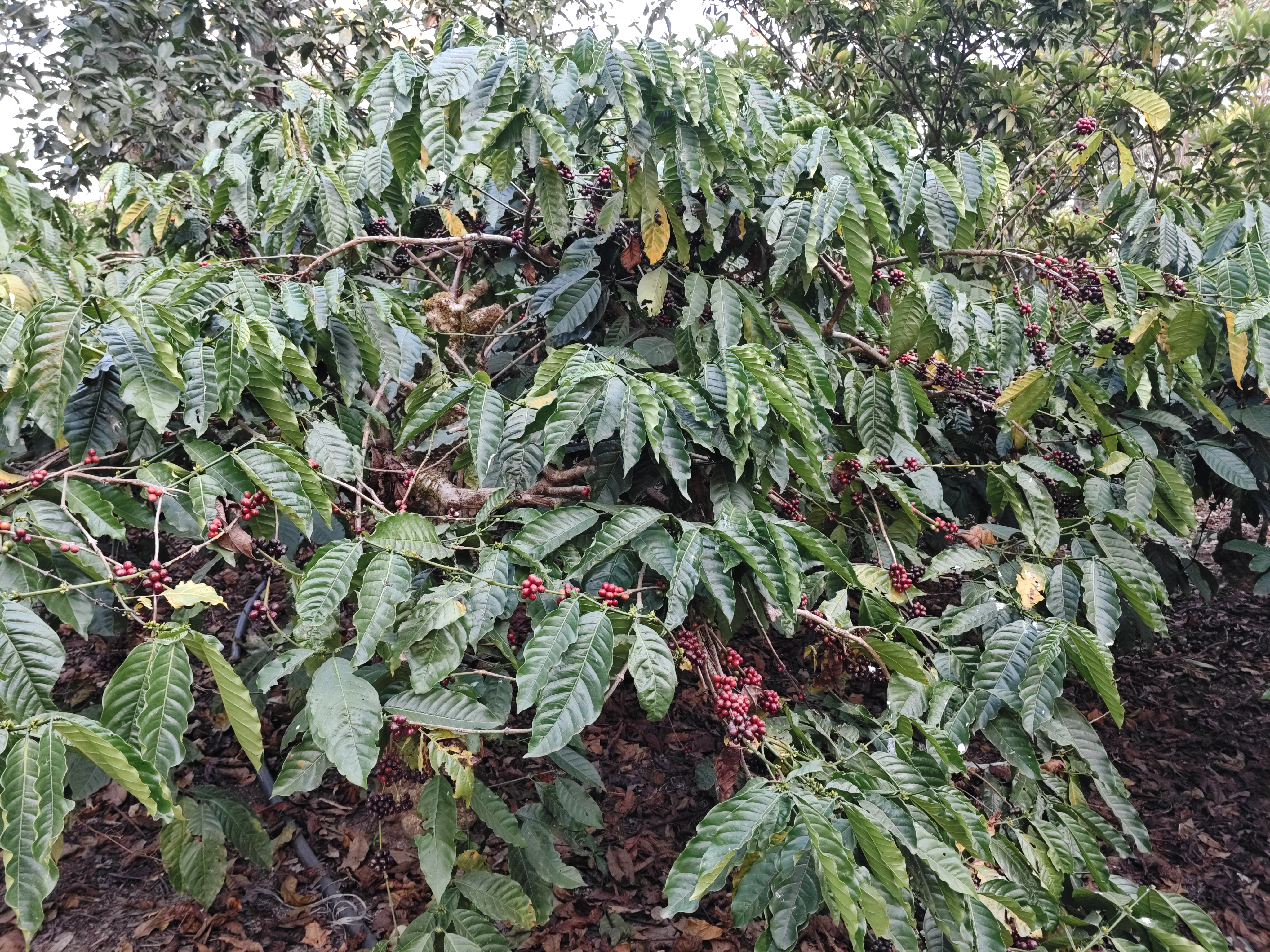 ಹೆತ್ತೂರು ಭಾಗದಲ್ಲಿ ಕಾಫಿ ಗಿಡದಲ್ಲಿ ಹಣ್ಣಾಗಿರುವುದು