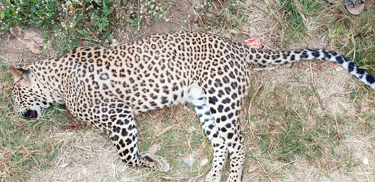 ತುಮಕೂರು: ವಾಹನ ಡಿಕ್ಕಿಯಾಗಿ ಚಿರತೆ ಸಾವು