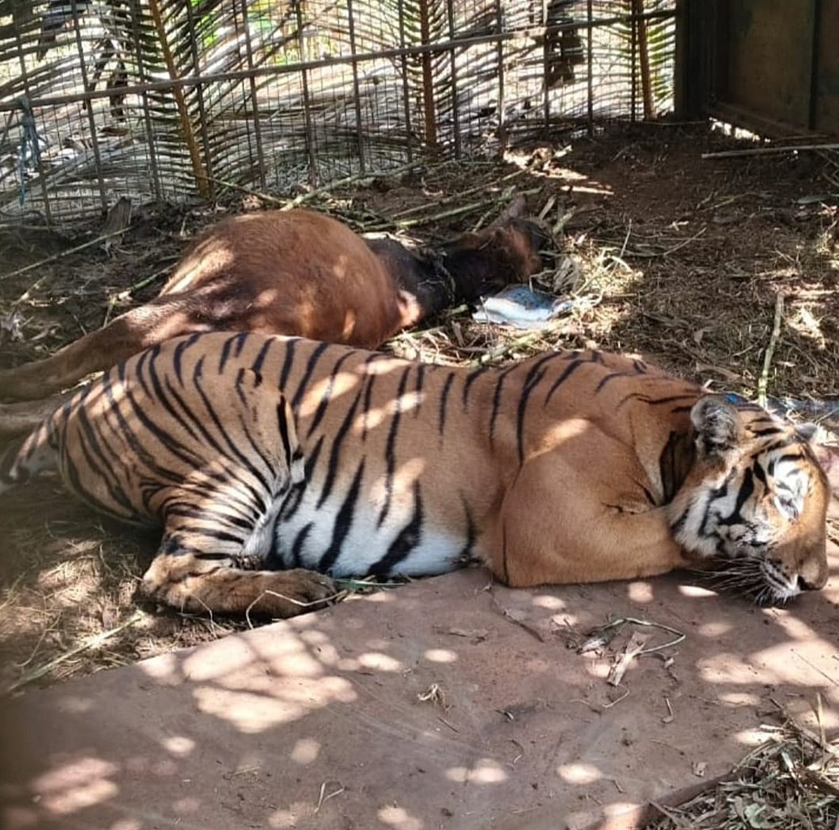 ಬೋನಿಗೆ ತಾಯಿ ಹುಲಿ: ಮರಿಗಳ ಸೆರೆಗೆ ಶೋಧ 