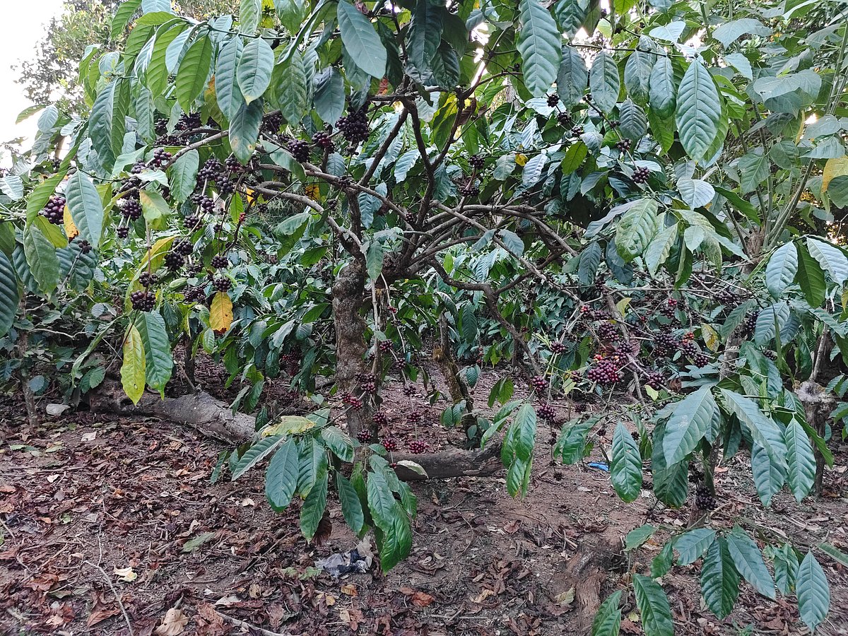 ಮಲೆನಾಡಿನಲ್ಲಿ ಮೋಡದ ‘ಆತಂಕ’