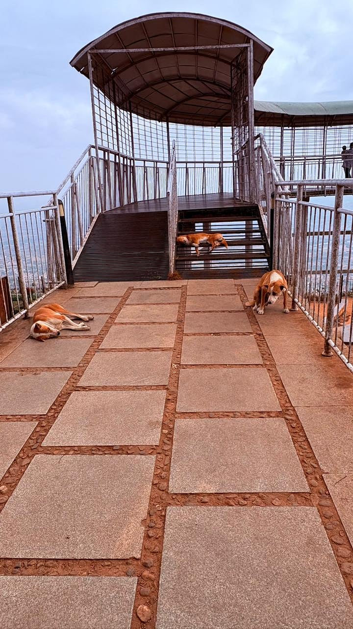 ನಂದಿ ಗಿರಿಧಾಮ ಪಾರ್ಕಿಂಗ್‌ ಸ್ಥಳ: ಸಾಕು ನಾಯಿಗಳ ಬಿಟ್ಟು ಮಾಲೀಕರು ಪರಾರಿ