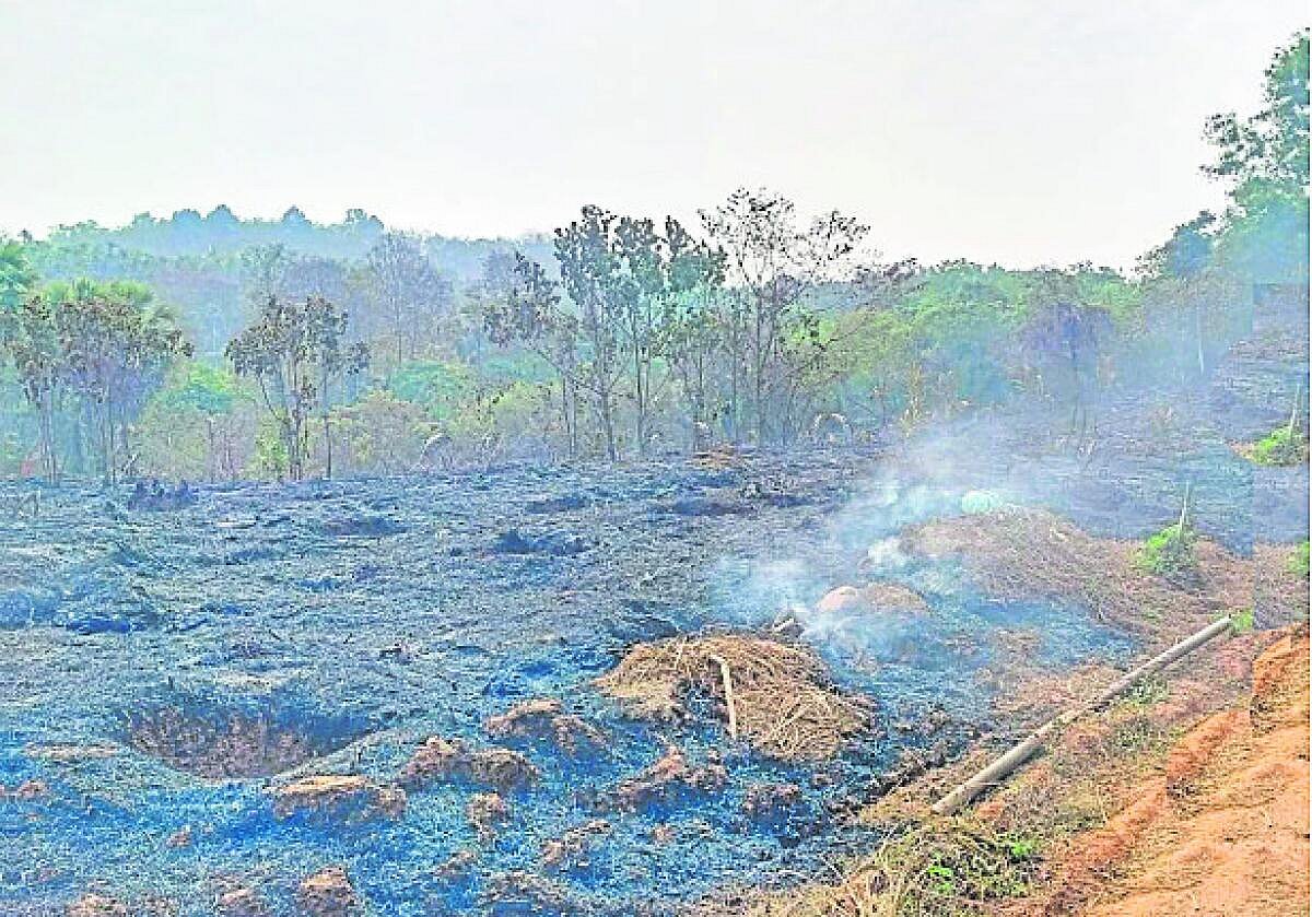 ಪುತ್ತೂರು | ಶಾರ್ಟ್‌ಸರ್ಕ್ಯೂಟ್‌ನಿಂದ ಕಿಡಿ: 300 ಎಕರೆ ಗೇರು ತೋಟ ಬೆಂಕಿಗಾಹುತಿ