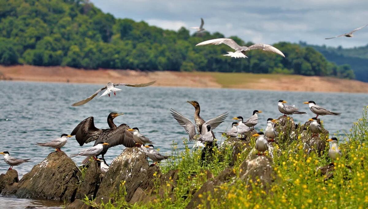 ಭದ್ರಾ ಹಿನ್ನೀರಿನಲ್ಲಿ ರಿವರ್ ಟರ್ನ್ ಪಕ್ಷಿಗಳ ಕಲರವ 