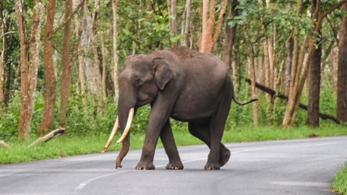 ಜಿಲ್ಲೆಗೆ ಹೊಸ ಕಾಡಾನೆಗಳ ಪ್ರವೇಶ: ಹೆಚ್ಚಿದ ಆತಂಕ