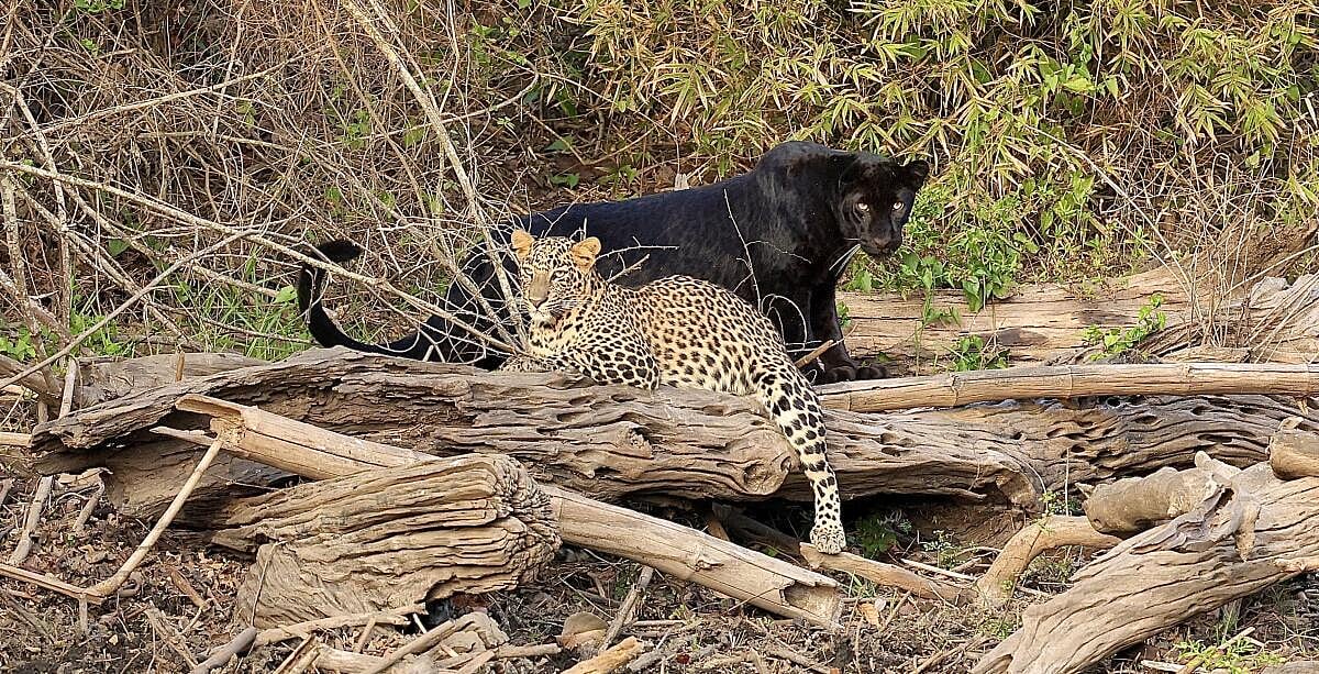 Web Exclusive: ಭದ್ರಾ ಕಾಡಿನಲ್ಲಿ ಕರಿ ಚಿರತೆ ಕಲರವ