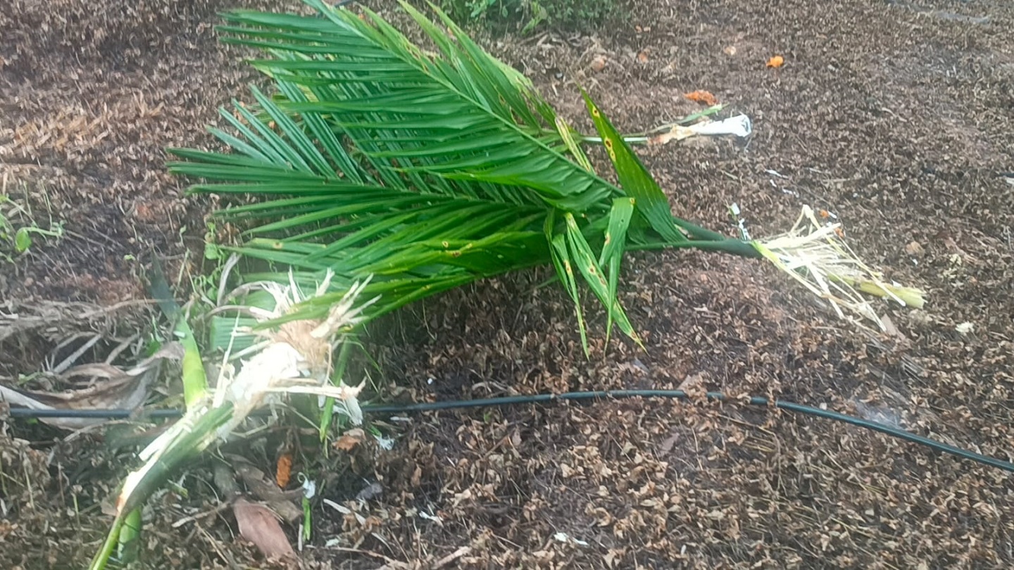 ಪುತ್ತೂರು ತಾಲ್ಲೂಕಿನ ಕೆಯ್ಯೂರು ಗ್ರಾಮ ವ್ಯಾಪ್ತಿಯಲ್ಲಿ ಕಾಡುಕೋಣಗಳು ಅಡಿಕೆ ತೋಟಕ್ಕೆ ದಾಳಿ ಮಾಡಿ ಅಡಿಕೆ ಸಸಿಗಳನ್ನು ನಾಶಪಡಿಸಿರುವುದು