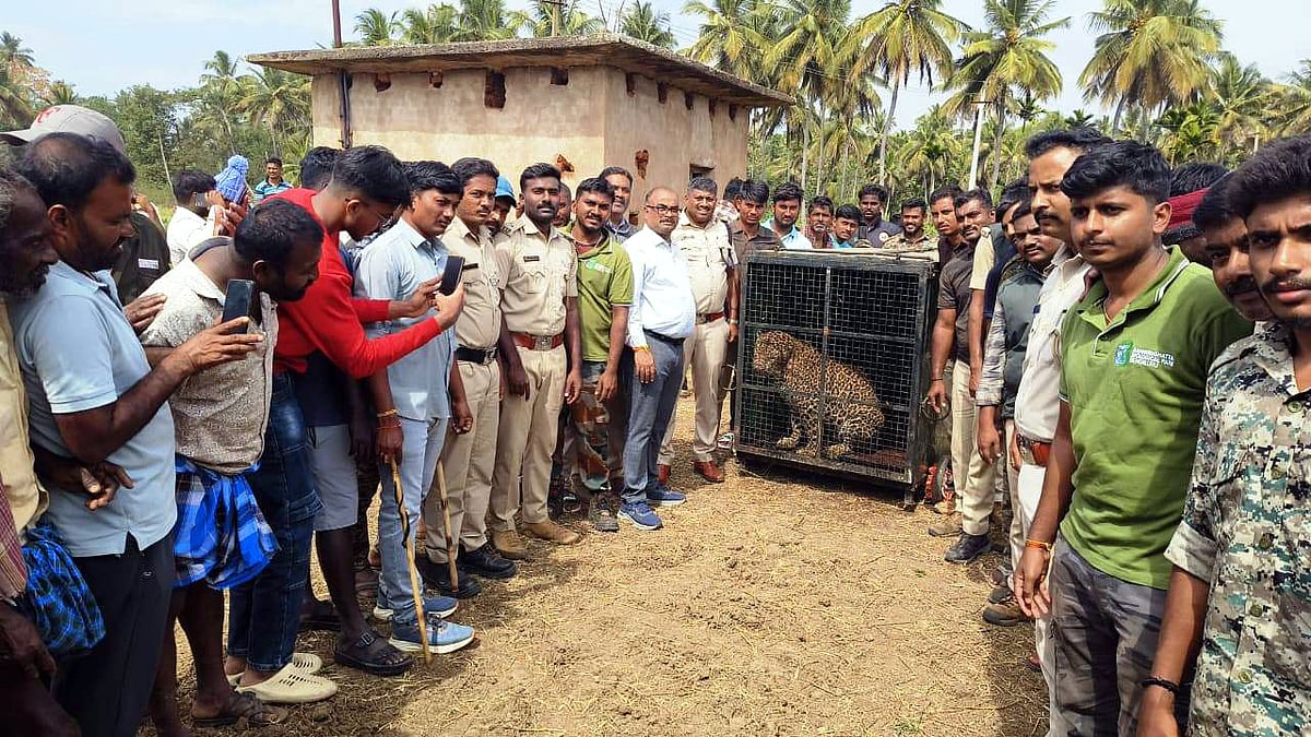 ಚನ್ನಪಟ್ಟಣ: ಪಾಳುಬಾವಿಗೆ ಬಿದ್ದ ಗಂಡು ಚಿರತೆ ರಕ್ಷಣೆ