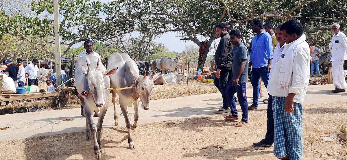 ಬೂಕನಬೆಟ್ಟ ಜಾತ್ರೆ | ಭಾರಿ ಆಕರ್ಷಣೆ: ಭರ್ಜರಿ ವ್ಯಾಪಾರ