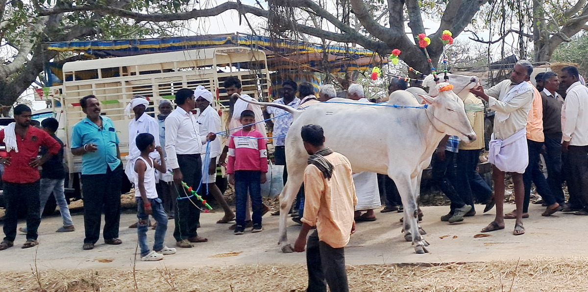 ಹಿರೀಸಾವೆ ಹೋಬಳಿಯ ಬೂಕನಬೆಟ್ಟದ ದನಗಳ ಜಾತ್ರೆಯಲ್ಲಿ ಎತ್ತುಗಳ ಹಲ್ಲು (ವಯಸ್ಸು) ಪರೀಕ್ಷೆ ಮಾಡುತ್ತಿರುವುದು