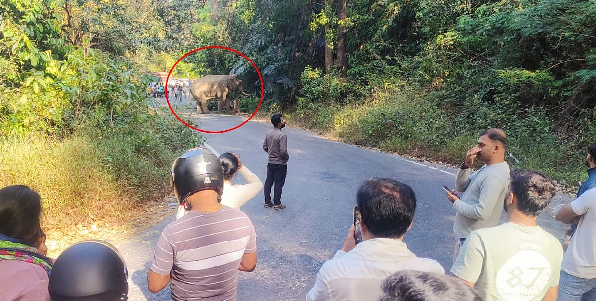 ಚಾರ್ಮಾಡಿ ಘಾಟಿ ರಸ್ತೆಯಲ್ಲೇ ನಿಂತ ಕಾಡಾನೆ: ಮಂಗಳೂರು–ಚಿಕ್ಕಮಗಳೂರು ಸಂಚಾರ ಸ್ಥಗಿತ