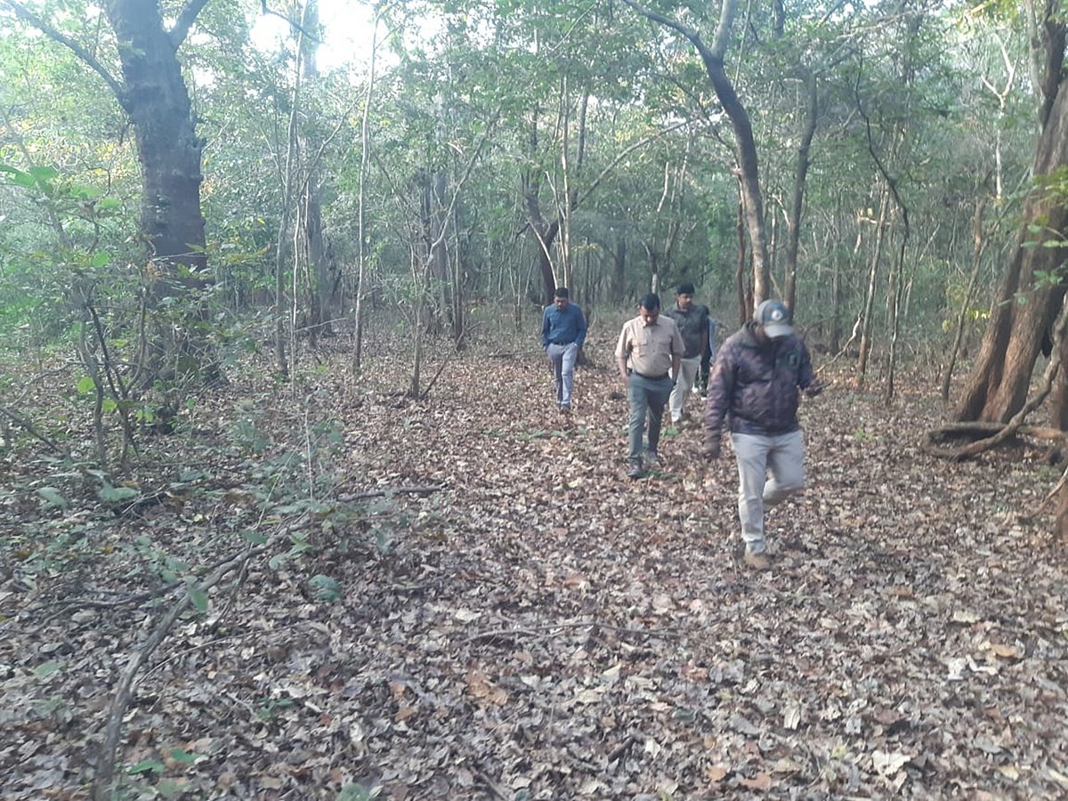 ಶಿವಮೊಗ್ಗ | ಹುಲಿರಾಯ ಸಿಗಲಿಲ್ಲ; ಸಿಕ್ಕಿದ್ದು ಹೆಜ್ಜೆ ಜಾಡು, ಮಲ!